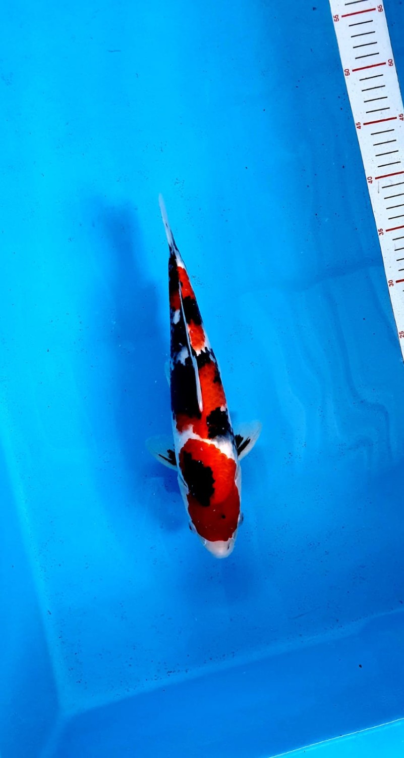 Juara 3