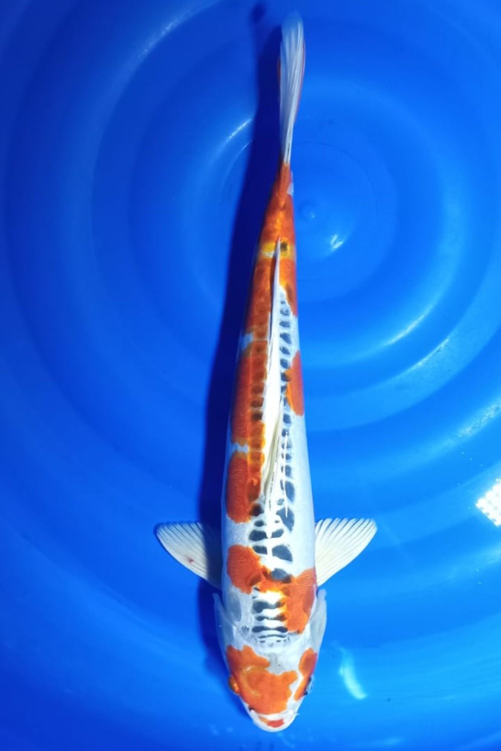 Juara 5