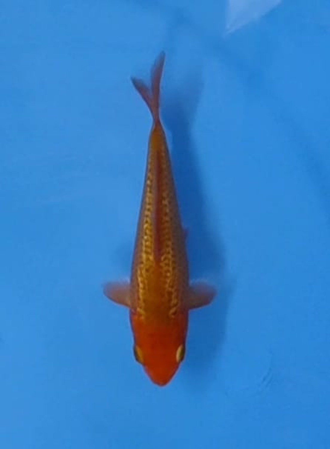 Juara 5