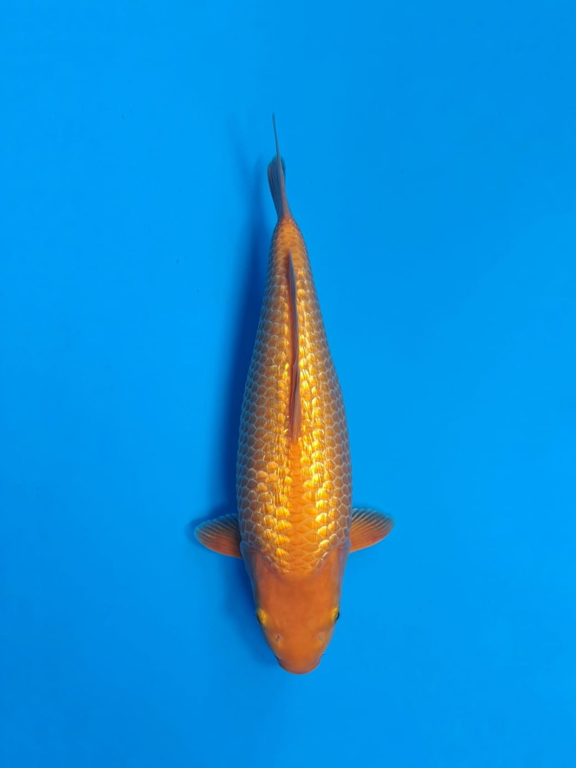 Juara 3