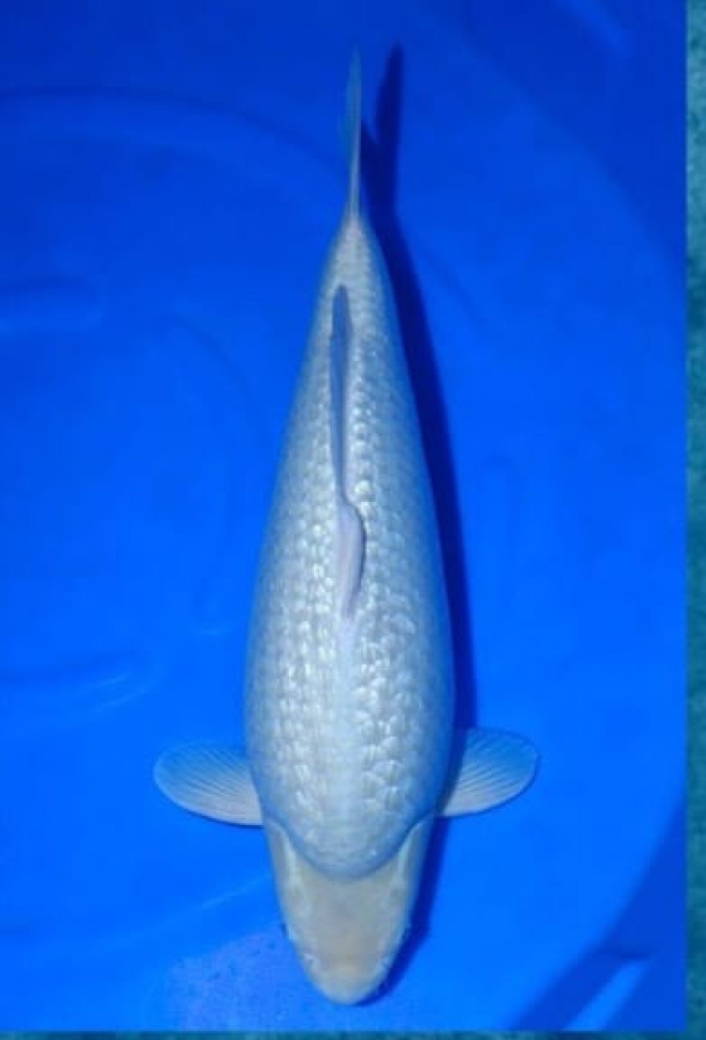 Juara 2