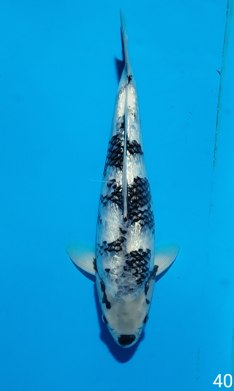 Juara 4
