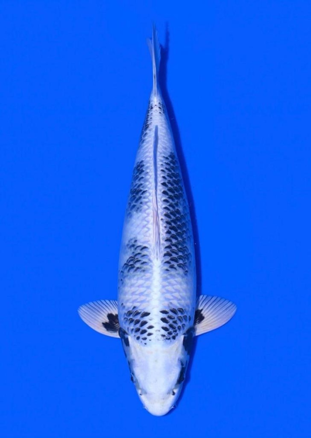 Juara 1