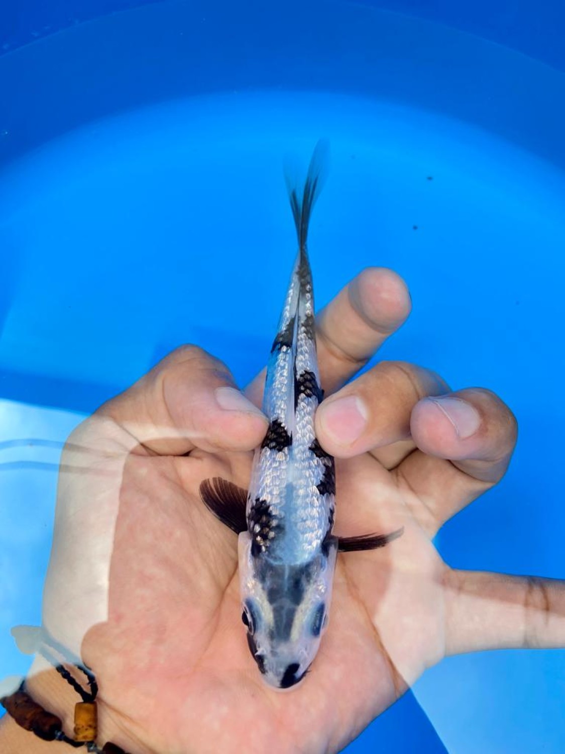Best In Size C 13 - 15 cm