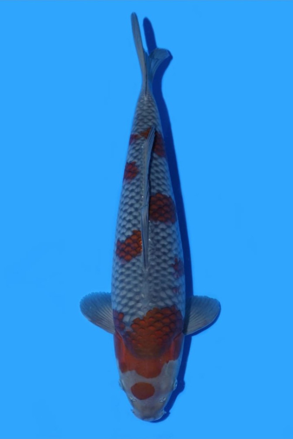Juara 3