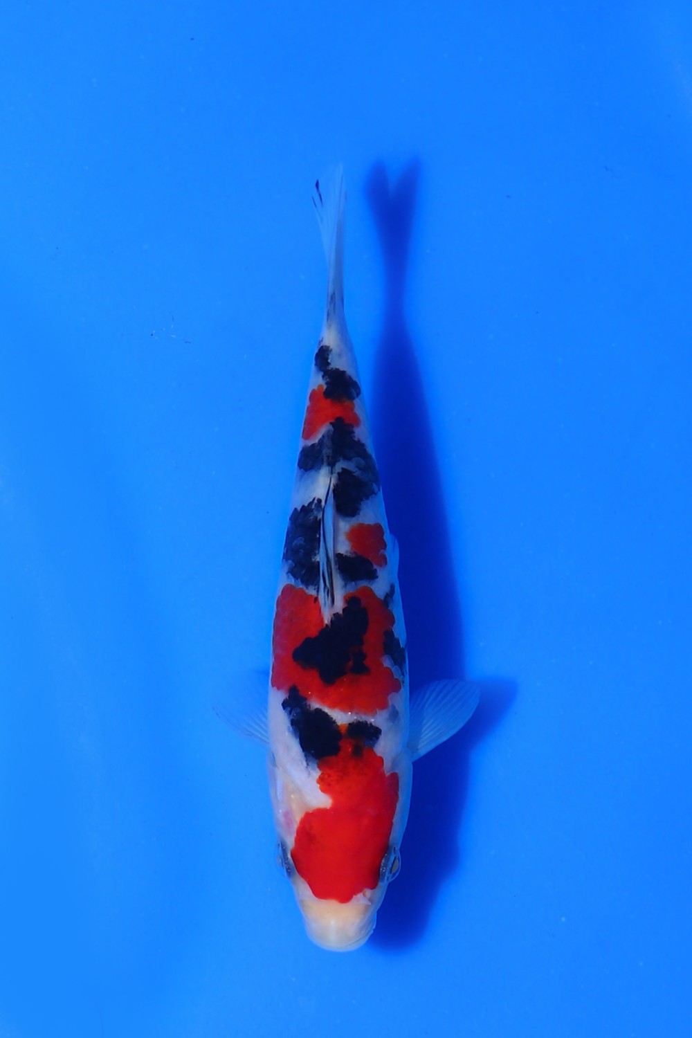 Juara 4