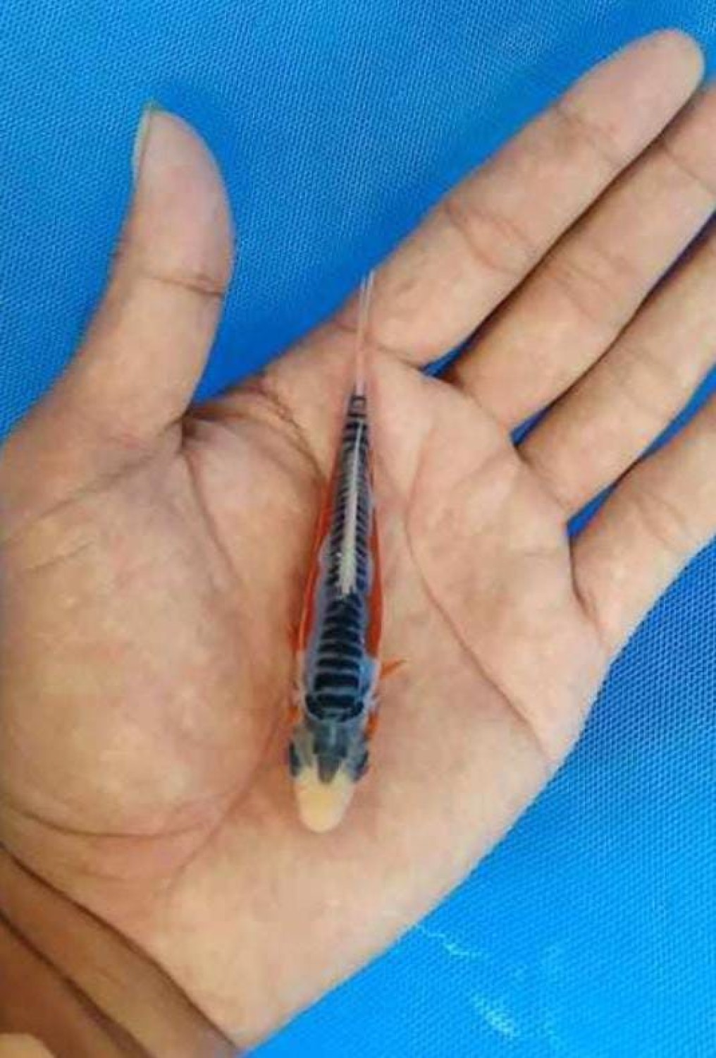Juara 1
