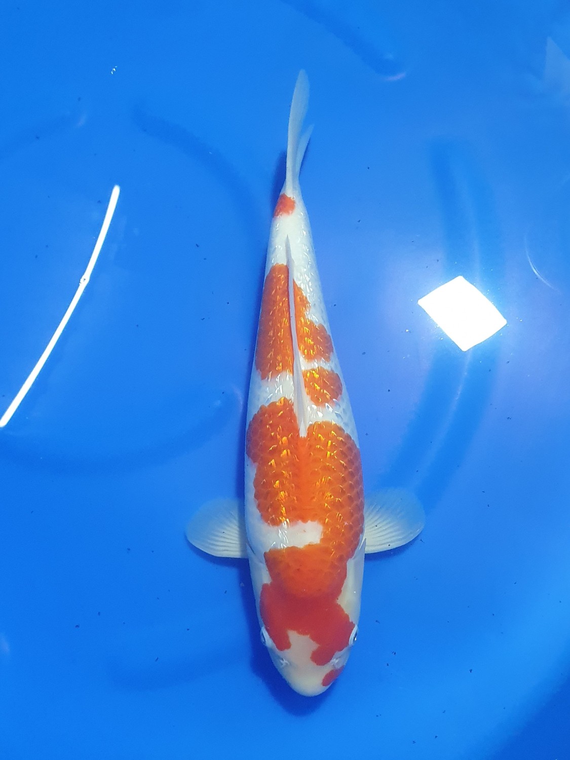 Best In Size B 41 - 45 cm