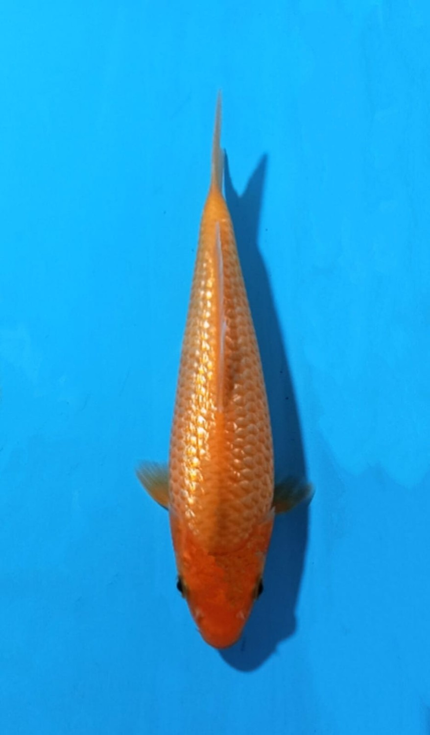 Juara 2