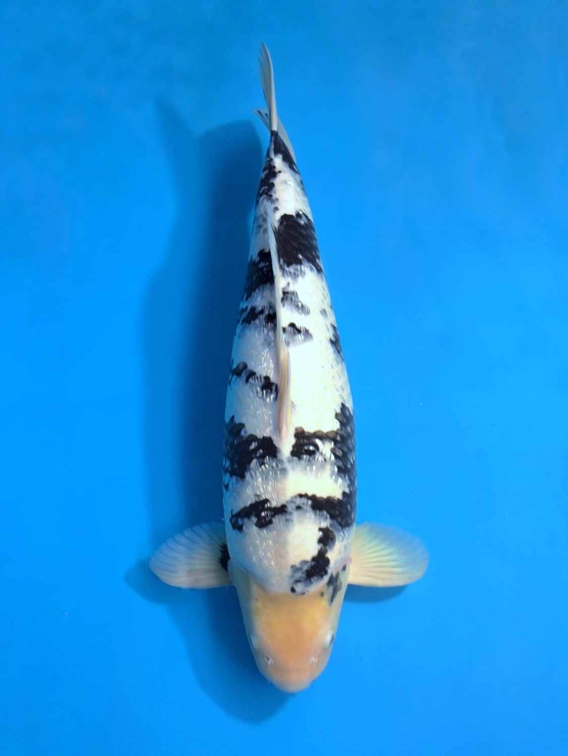 Juara 1