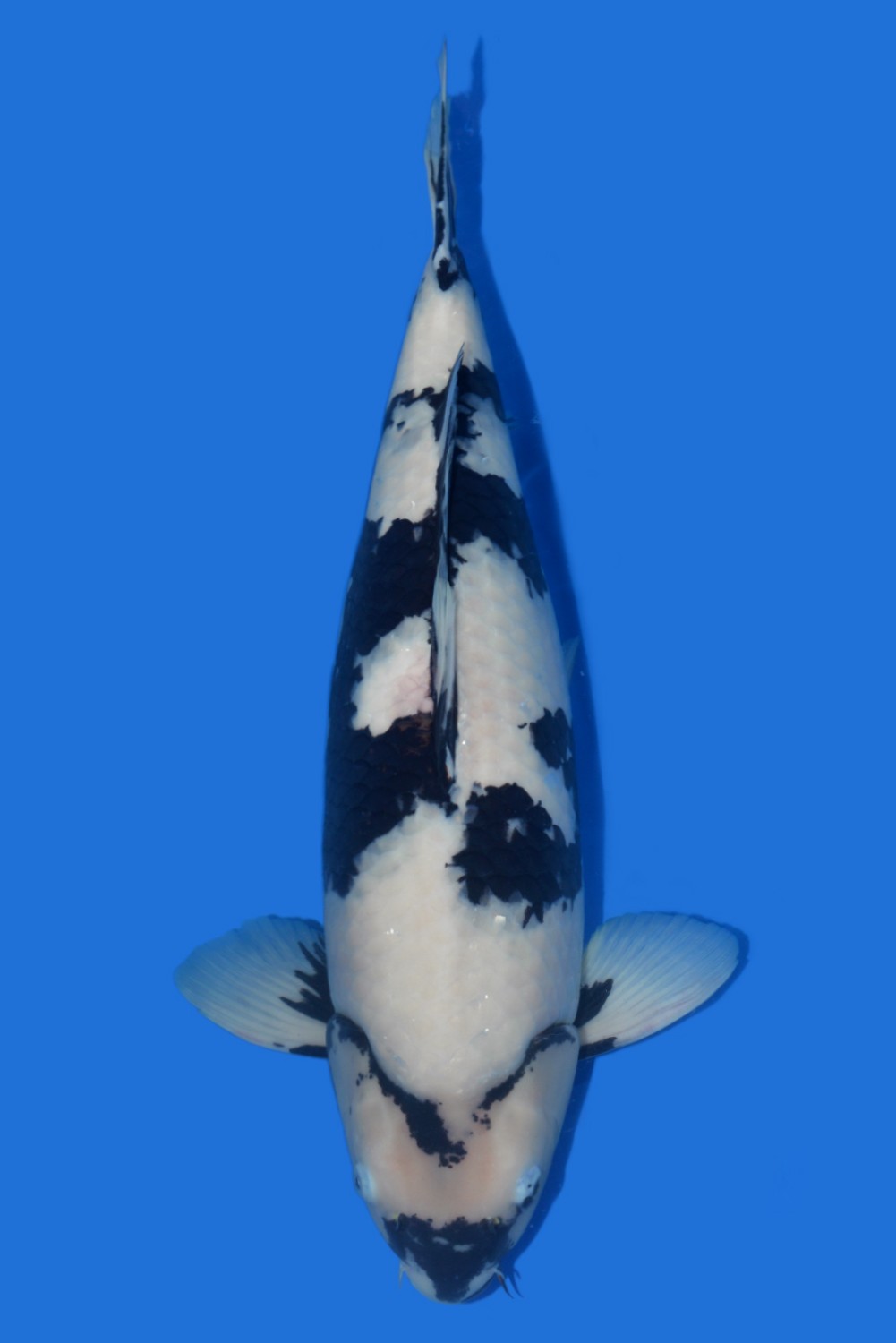Juara 2