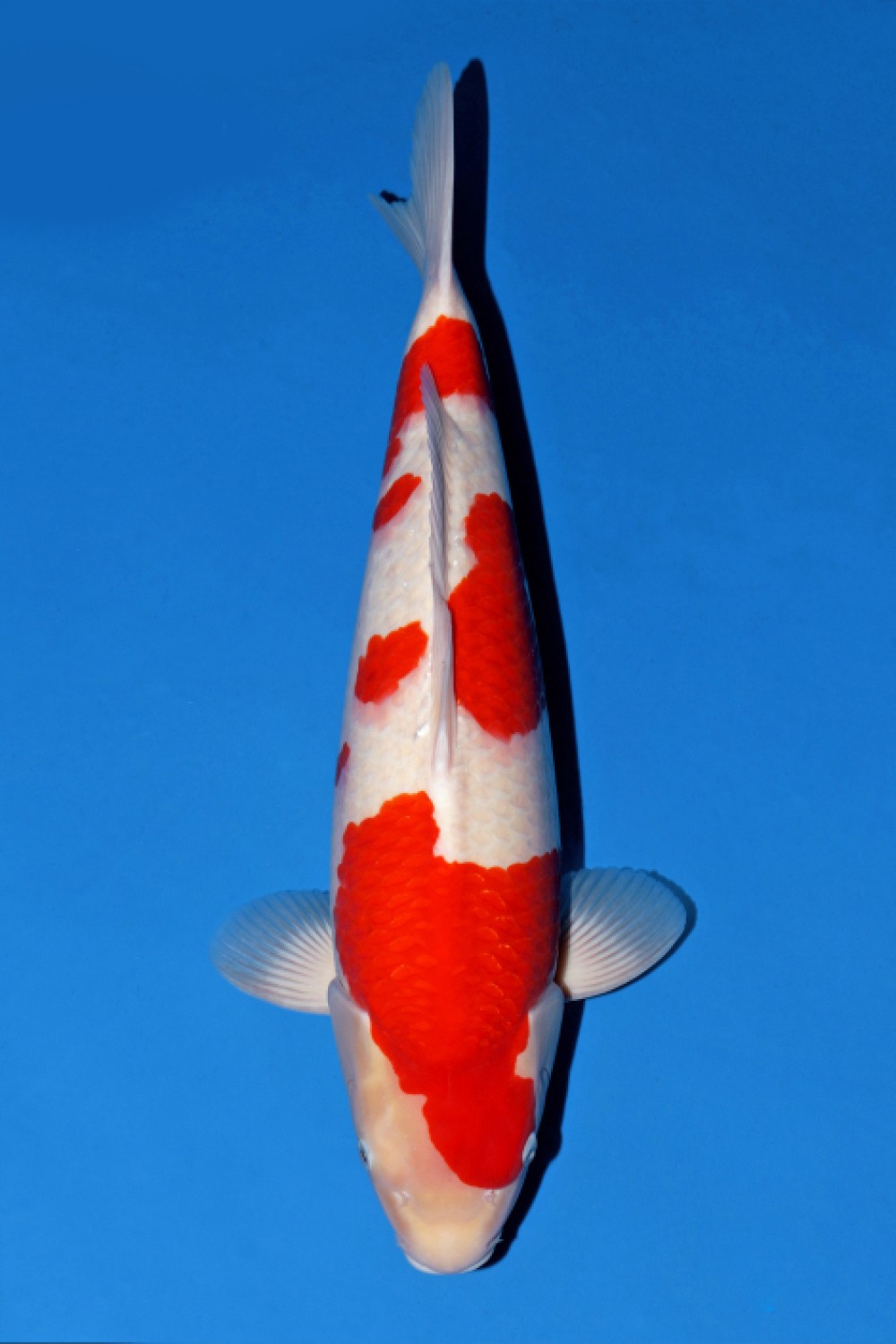 Juara 1