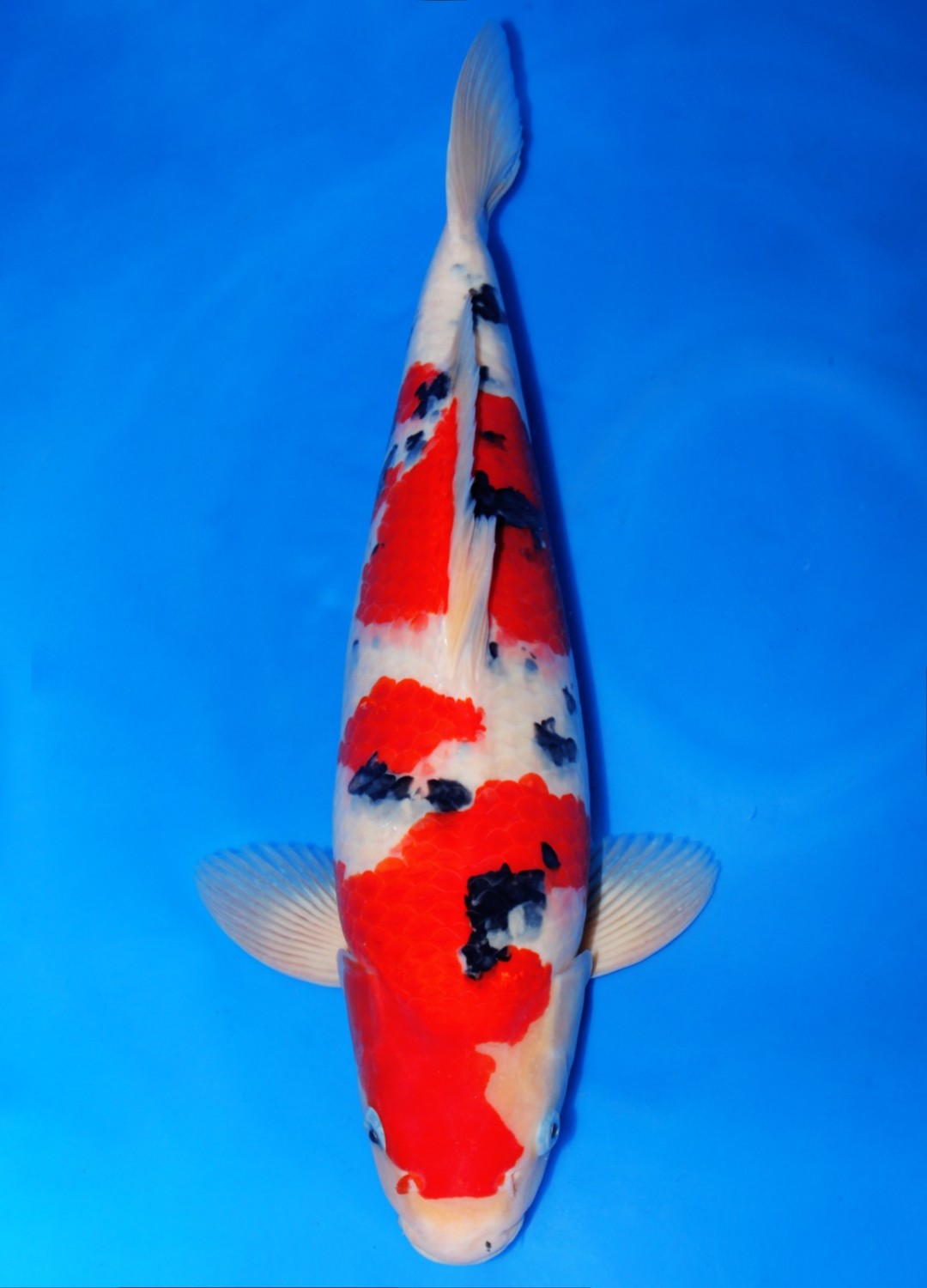 Juara 5