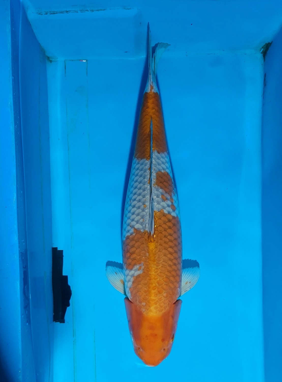 Juara 2