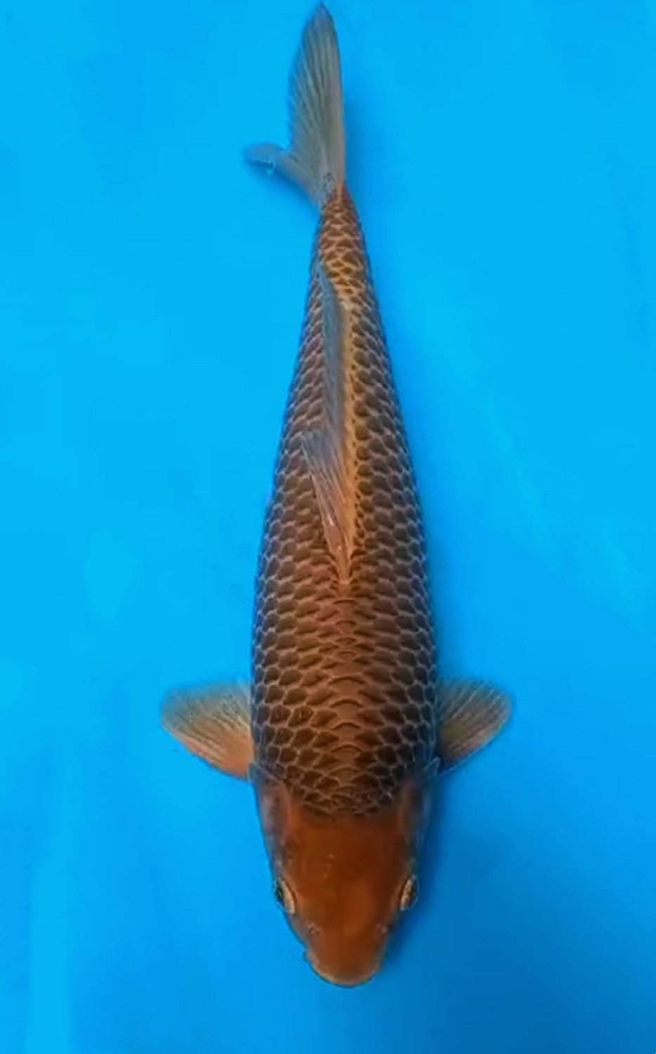 Juara 4