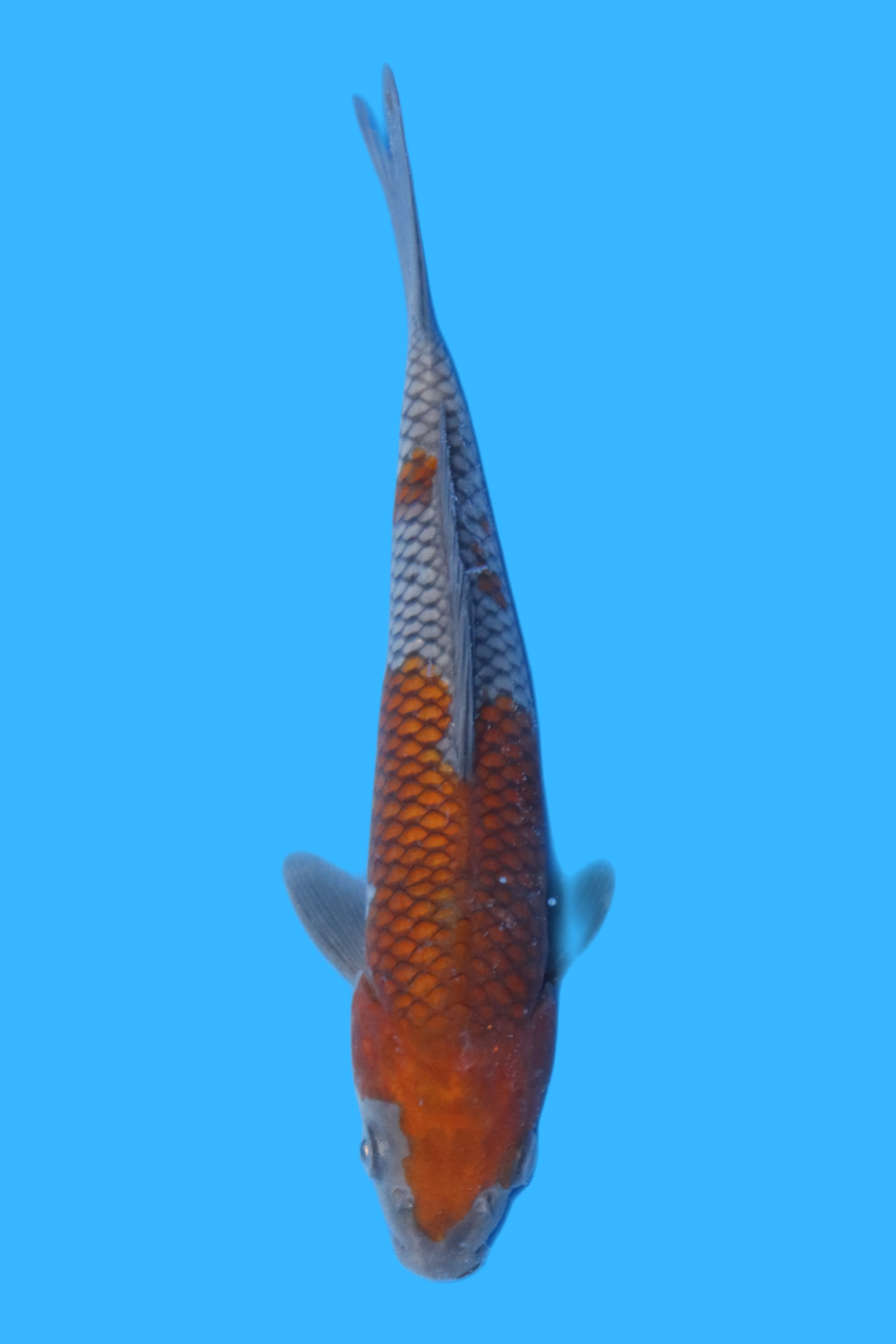 Juara 1