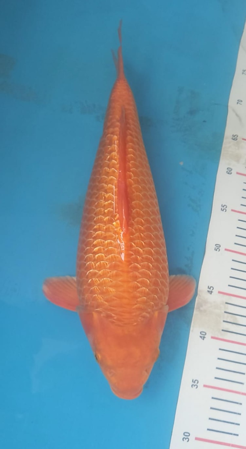 Best In Size E 41 - 45 cm