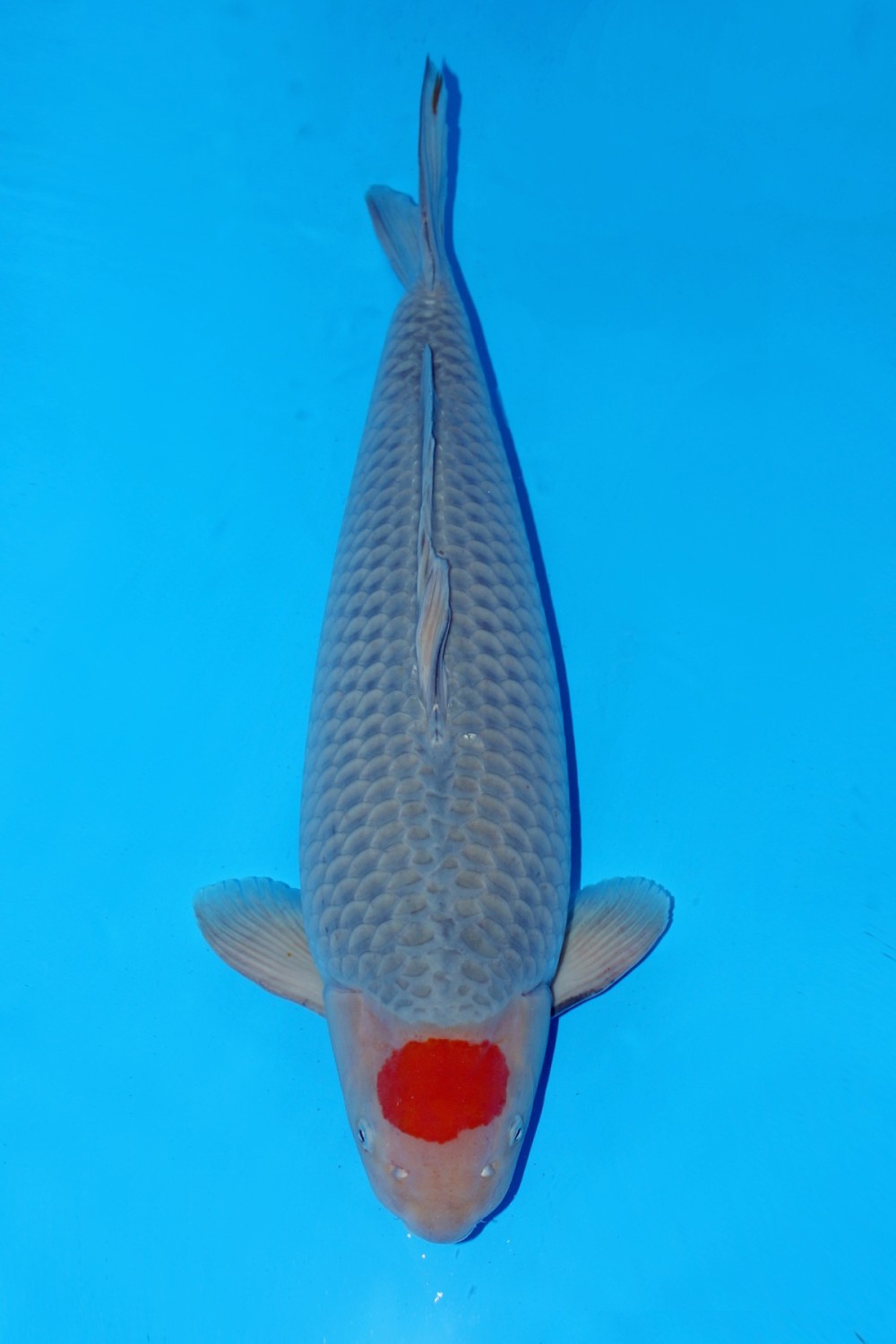 Juara 5