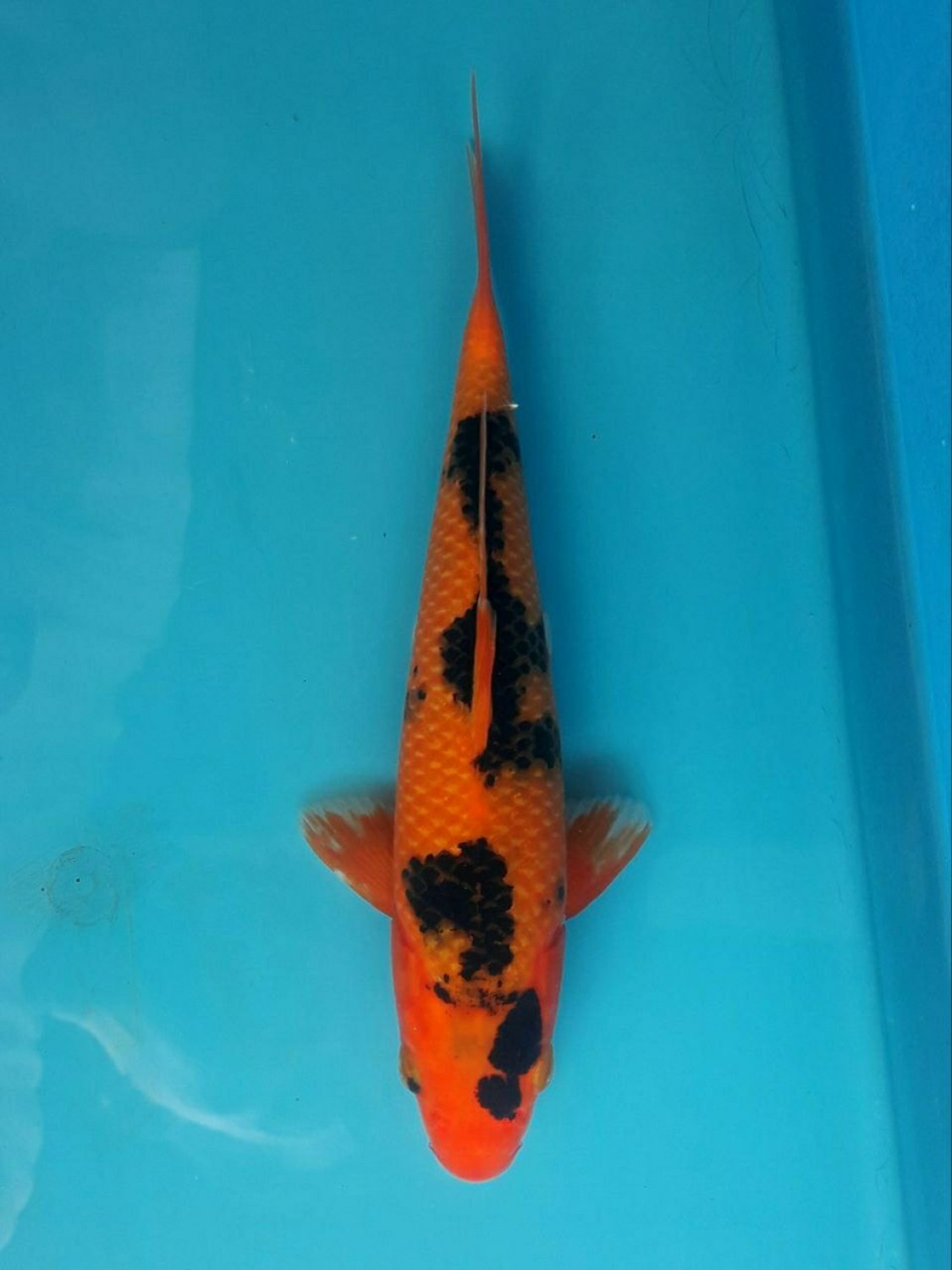 Juara 1