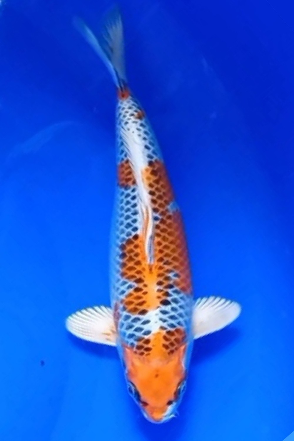 Juara 3