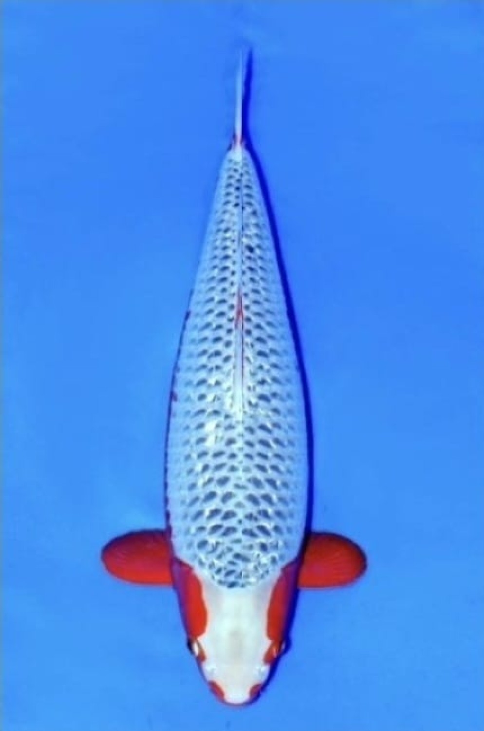 Juara 2
