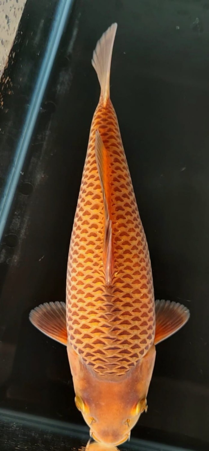 Juara 3