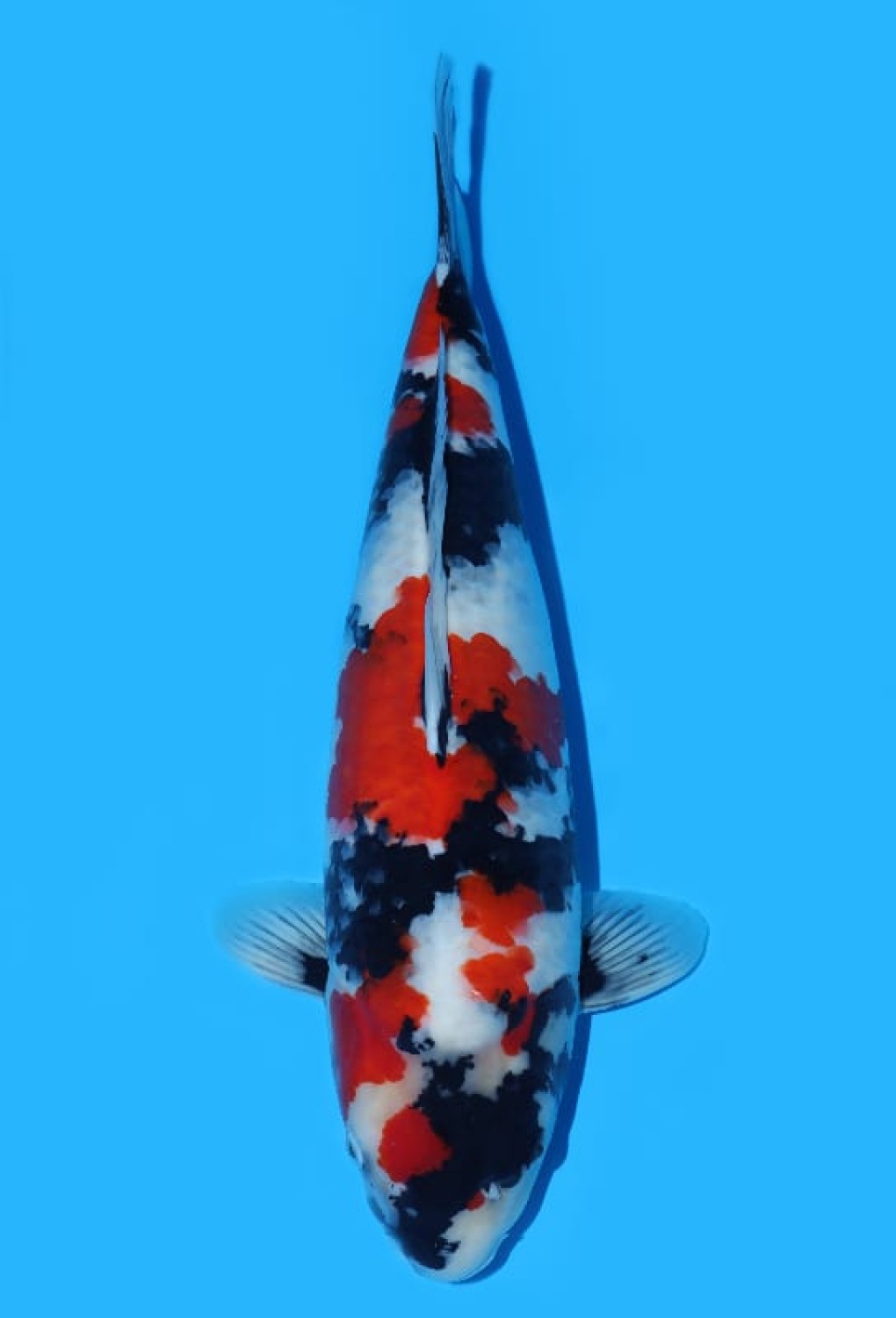 Juara 1