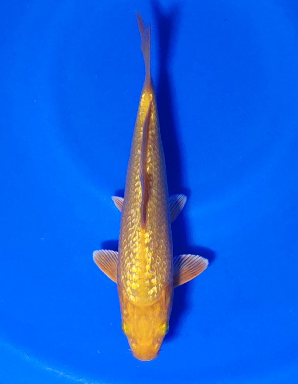 Juara 1