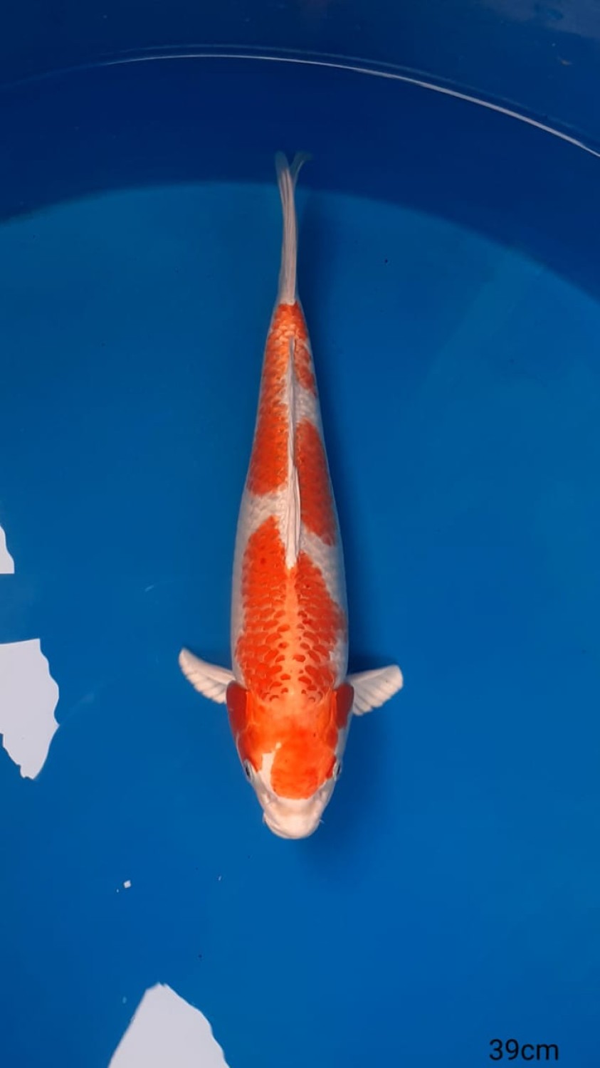 Juara 2