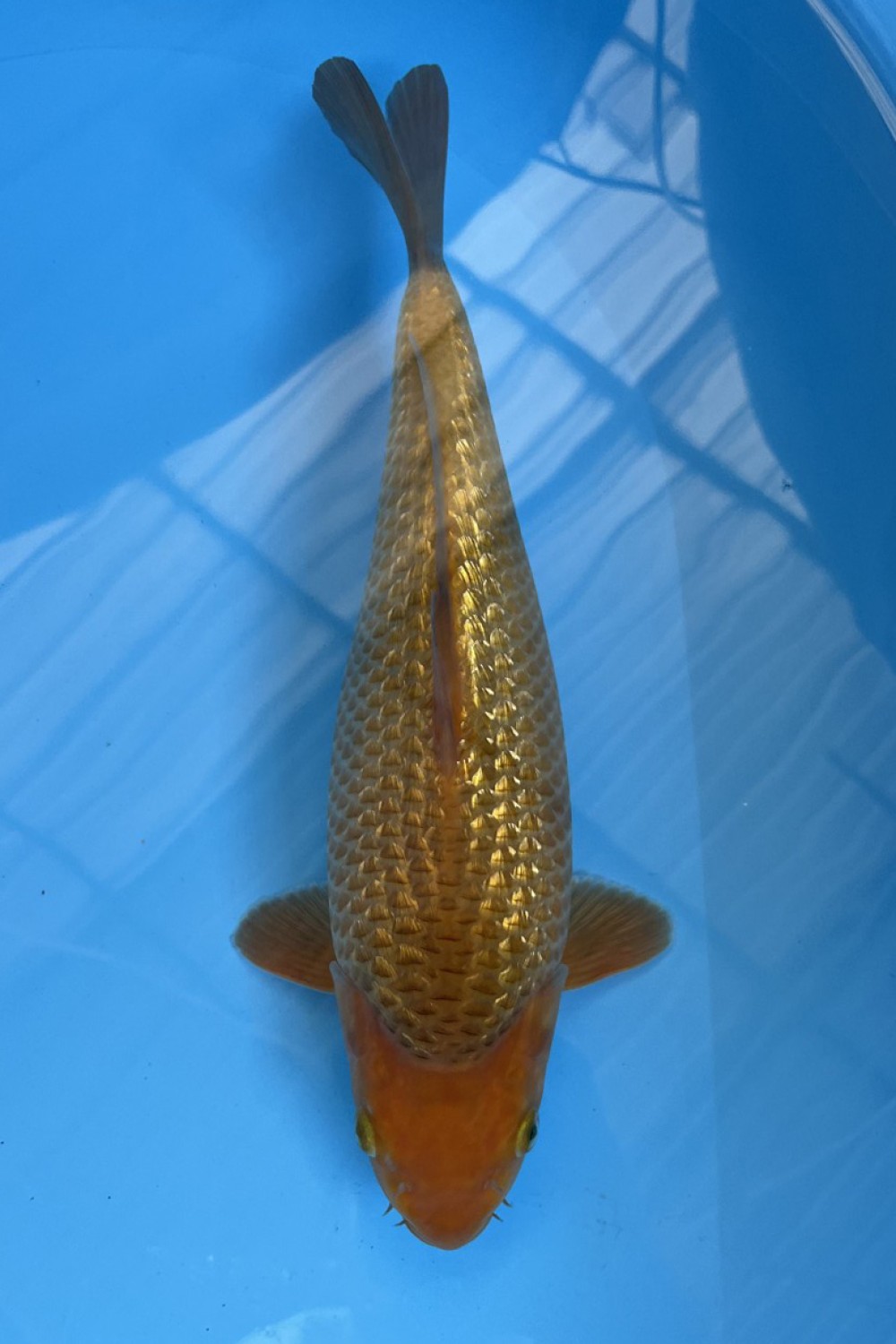 Juara 5