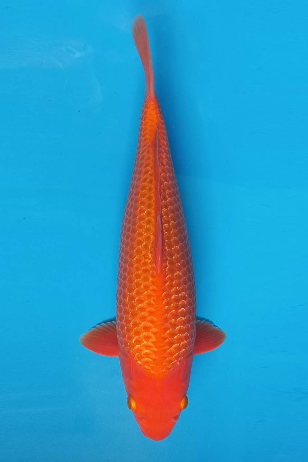 Juara 5