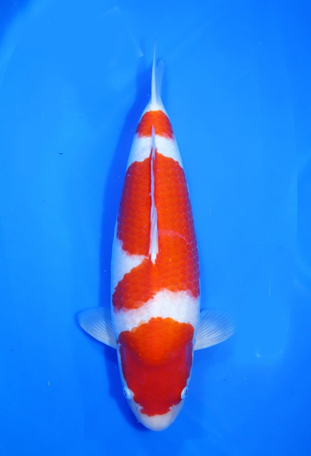 Juara 3