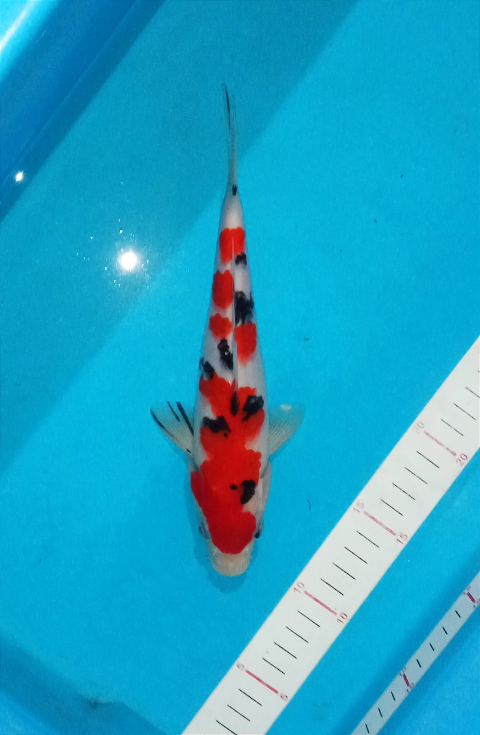 Juara 5