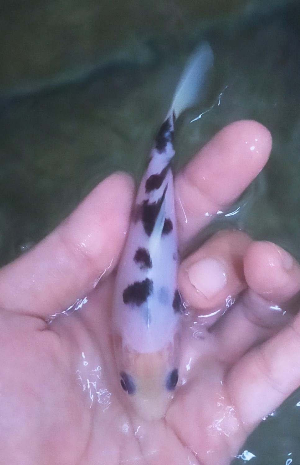 Juara 2