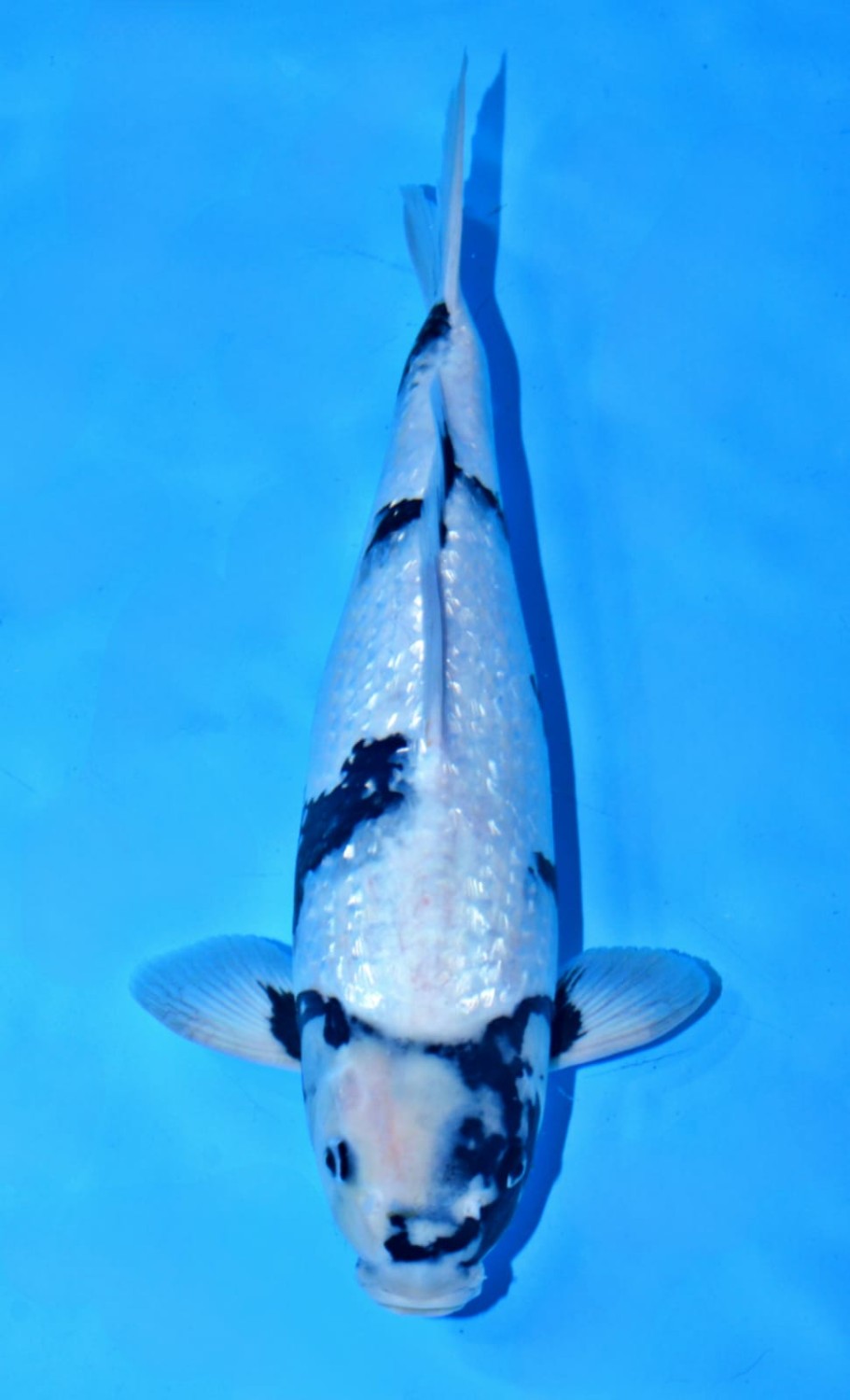 Juara 1
