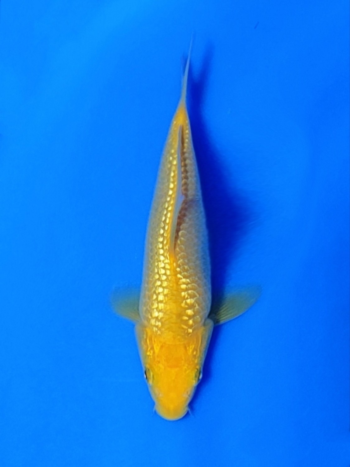 Juara 5