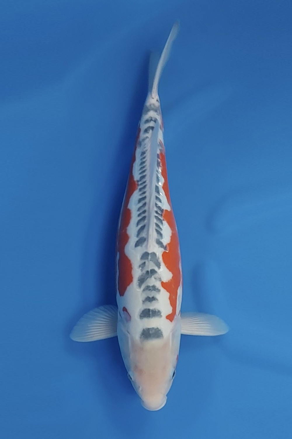 Juara 2