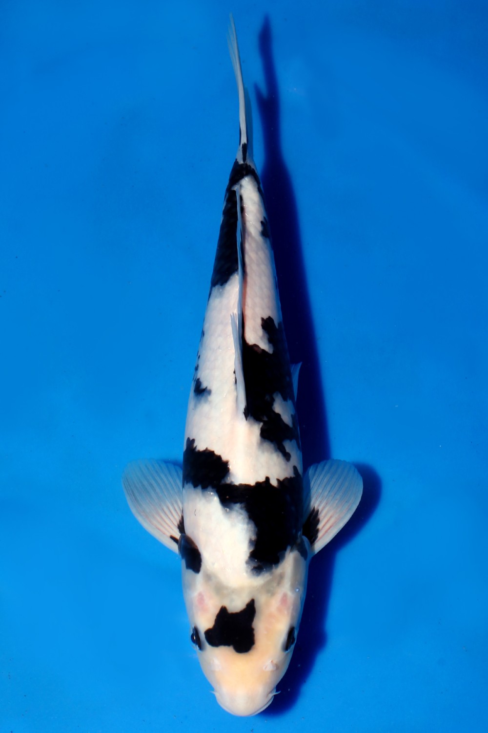 Juara 2