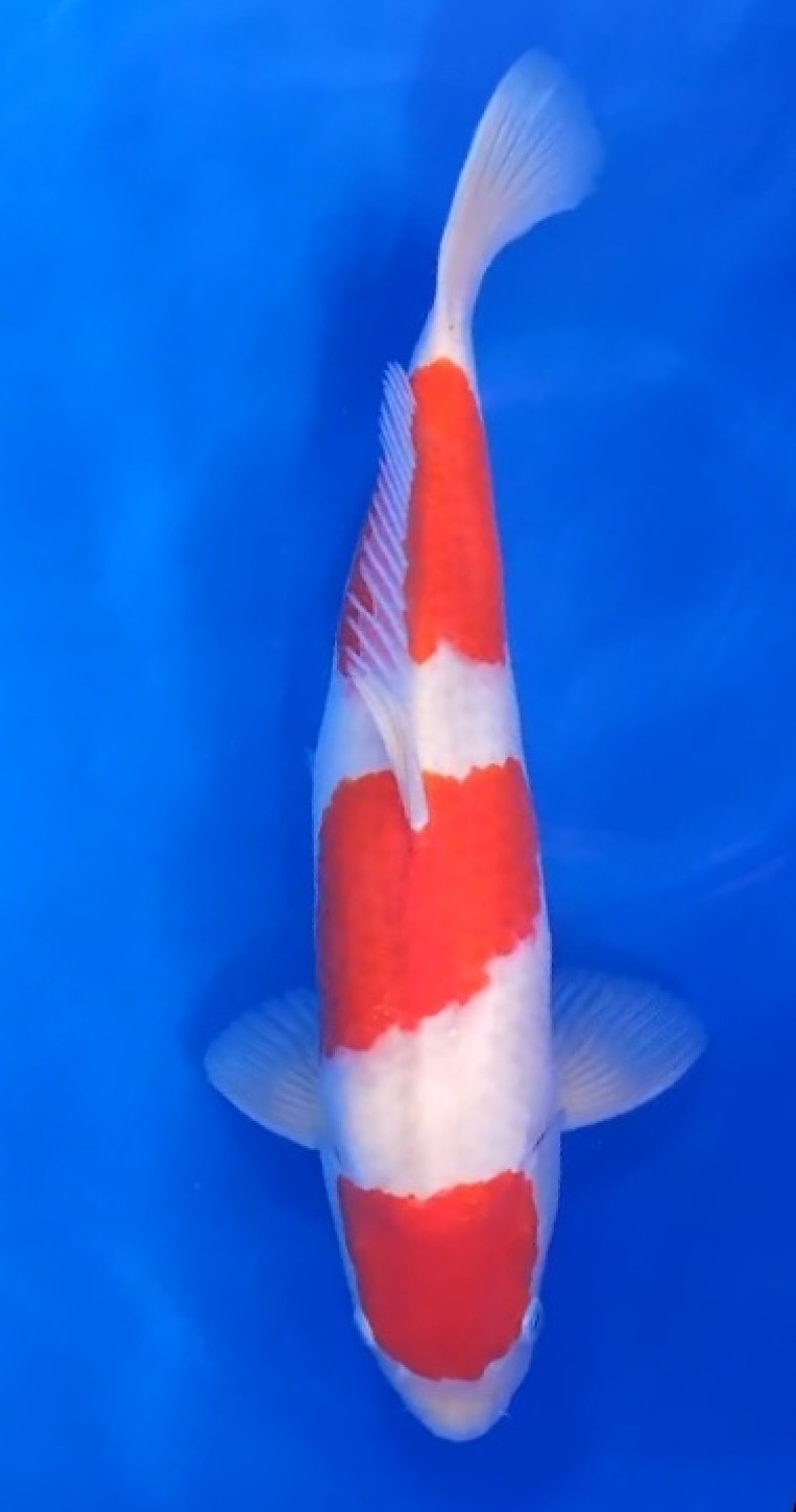 Juara 3