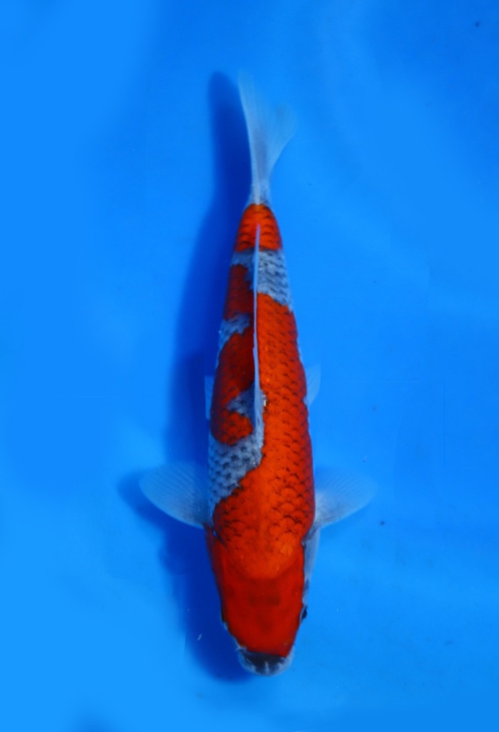 Juara 1