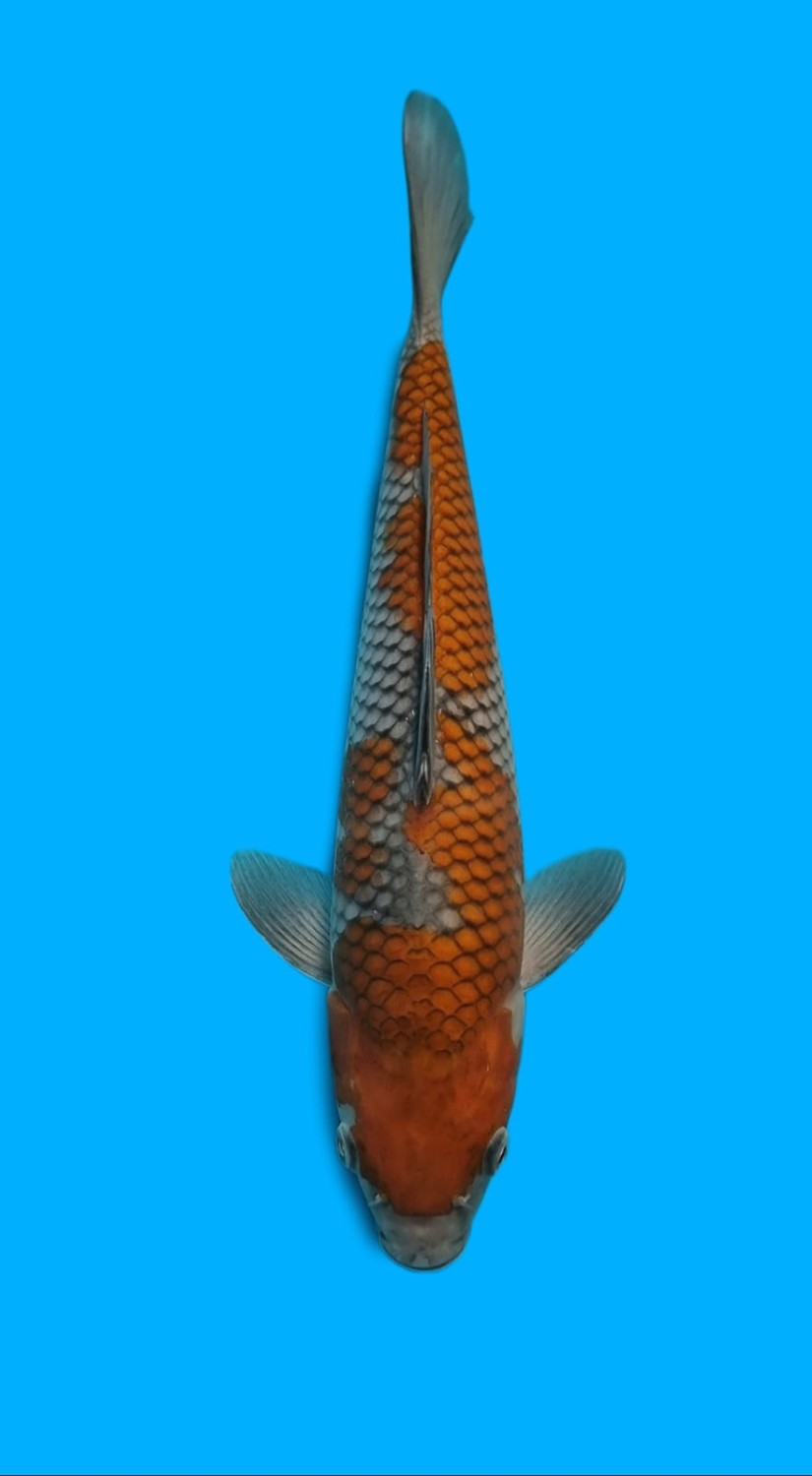 Juara 1