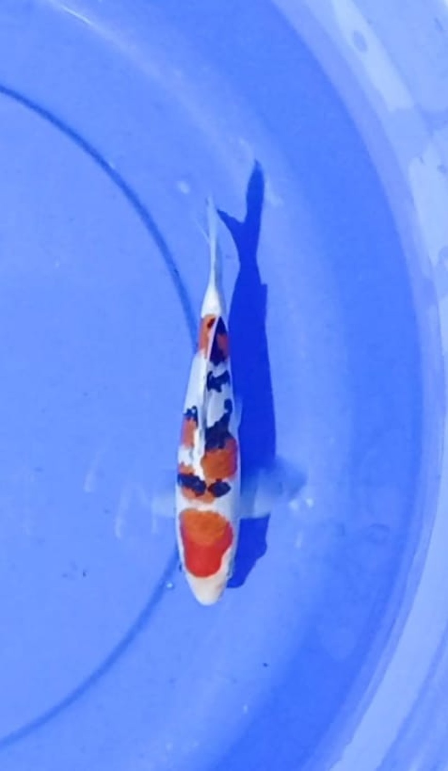 Ikan Koi Sanke
