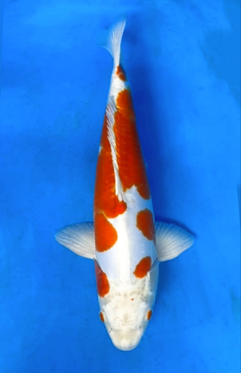 Juara 2