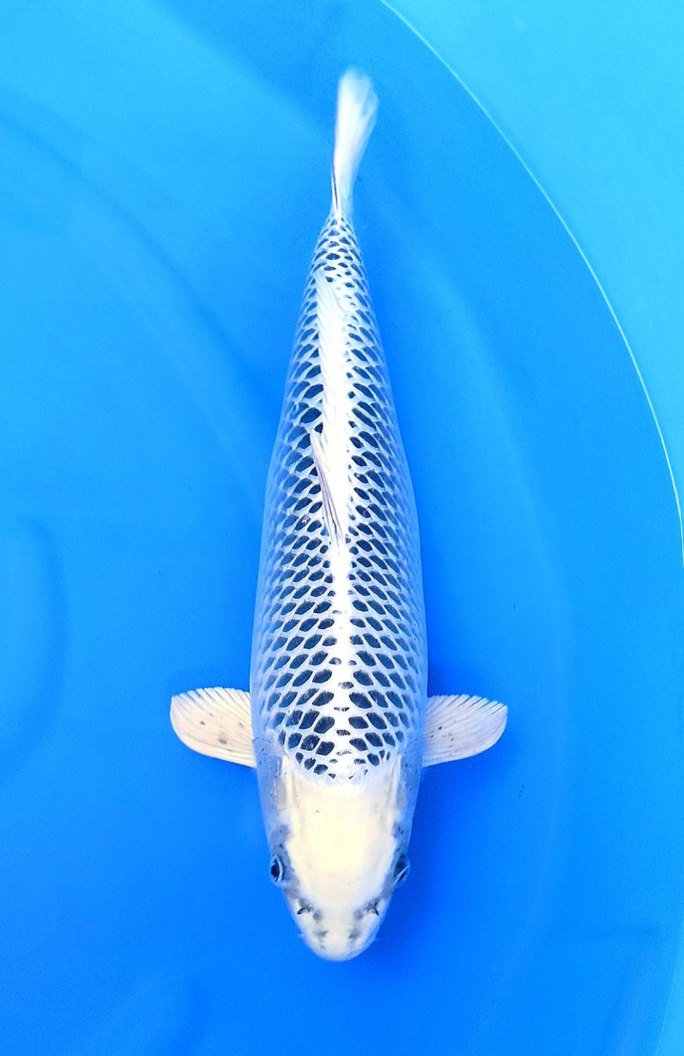 Juara 1