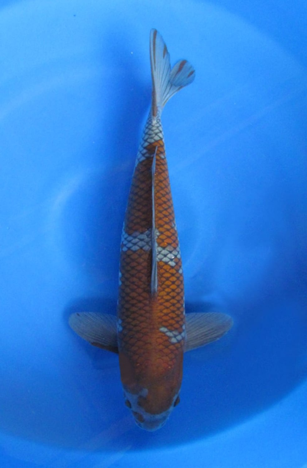 Juara 1