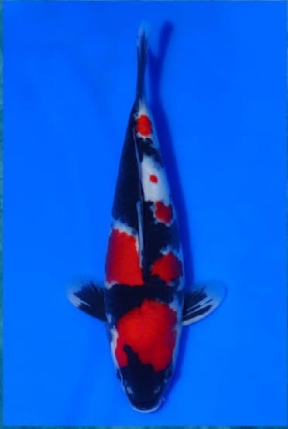 Juara 4
