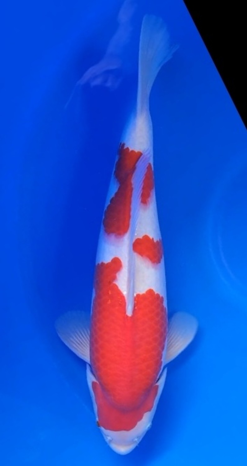 Juara 1