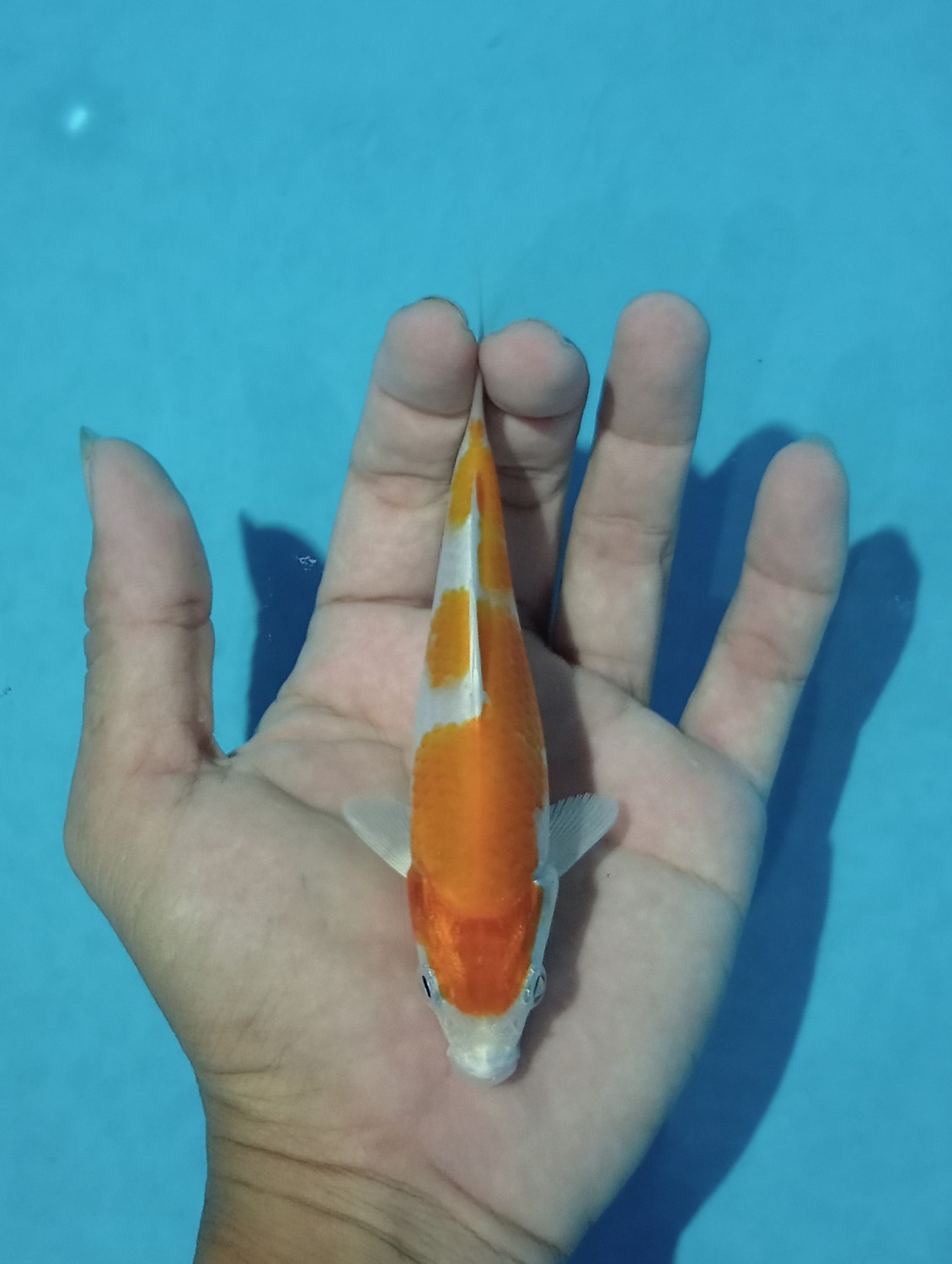 Juara 2
