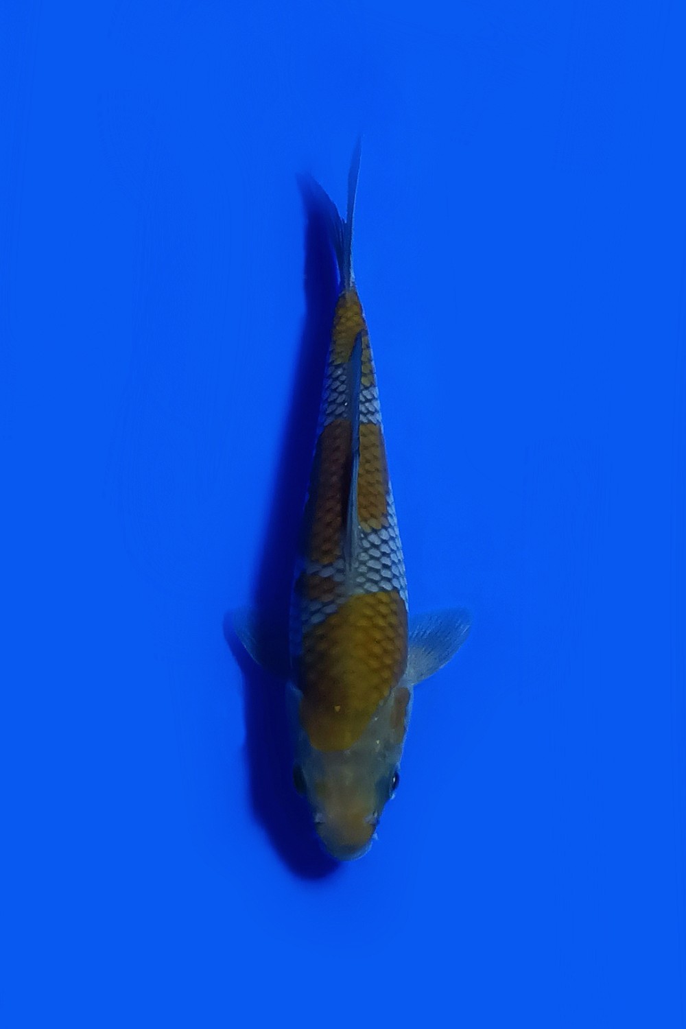 Juara 3