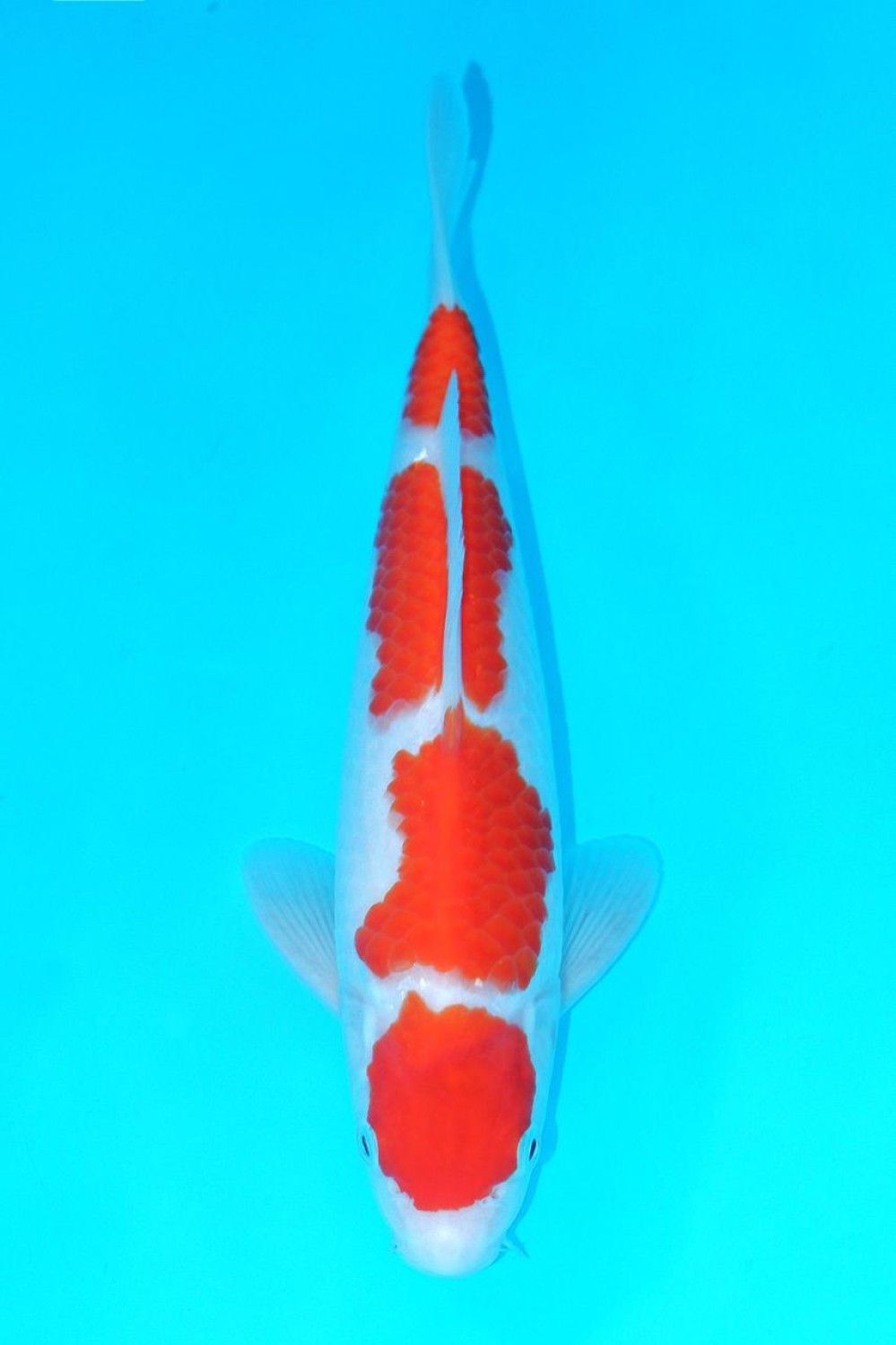 Juara 5
